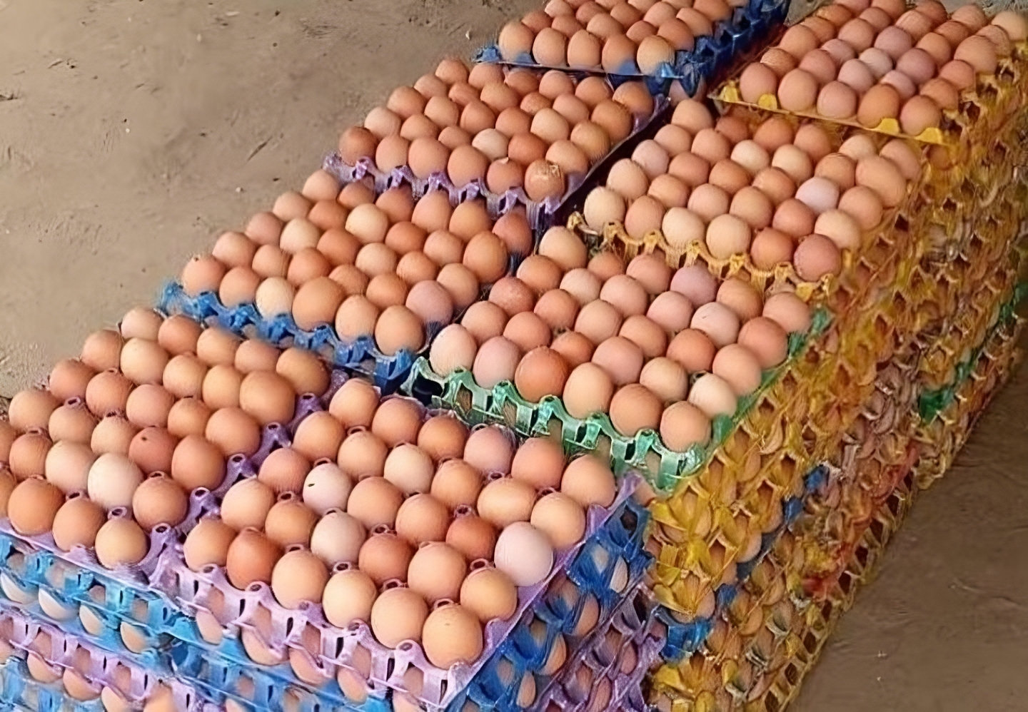 Chicken Eggs