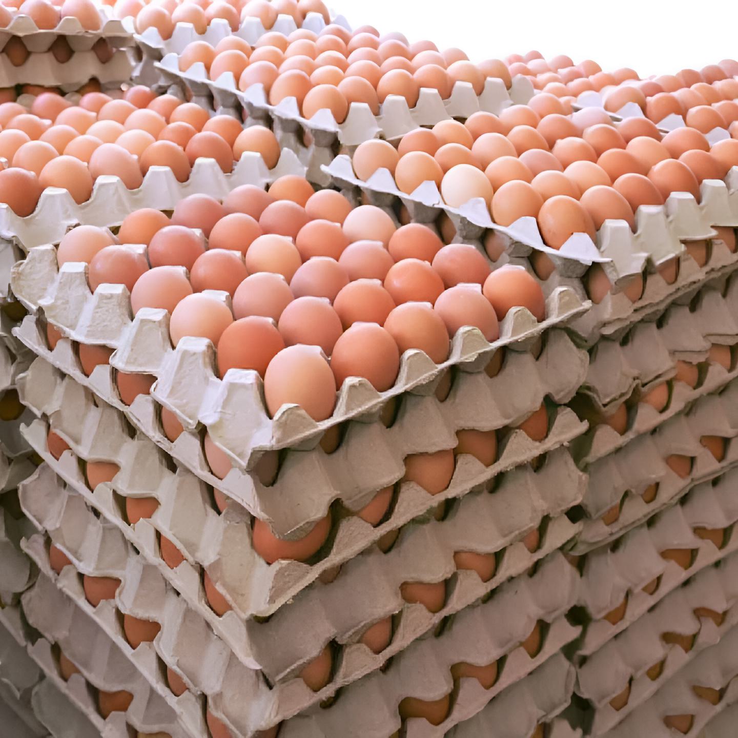 Eggs (Crate) - Wholesale - Takib Farms and Agro Products Ltd