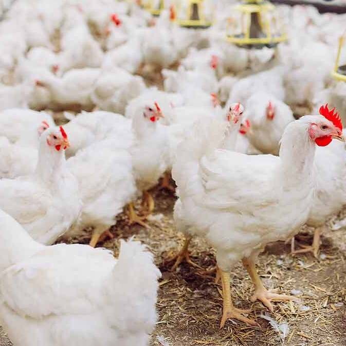 Live Chicken Broilers - Wholesale - Takib Farms and Agro Products Ltd