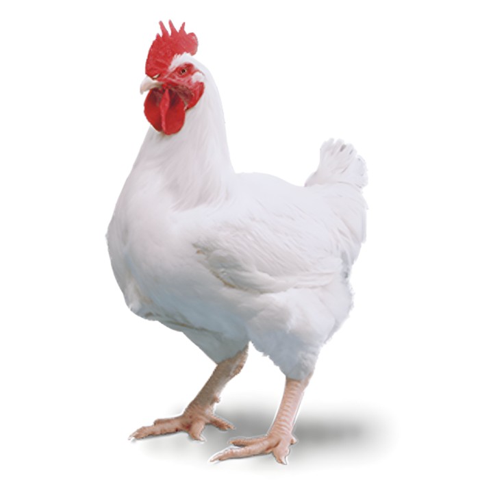 Live Chicken Broilers - Retail - Takib Farms and Agro Products Ltd