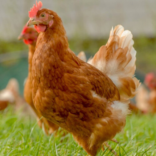 Live Chicken Old Layers - Wholesale - Takib Farms and Agro Products Ltd